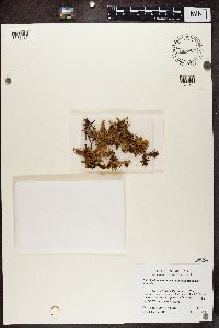 thumbnail image of current specimen