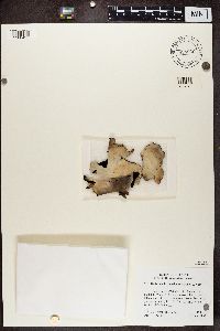 Umbilicaria americana image
