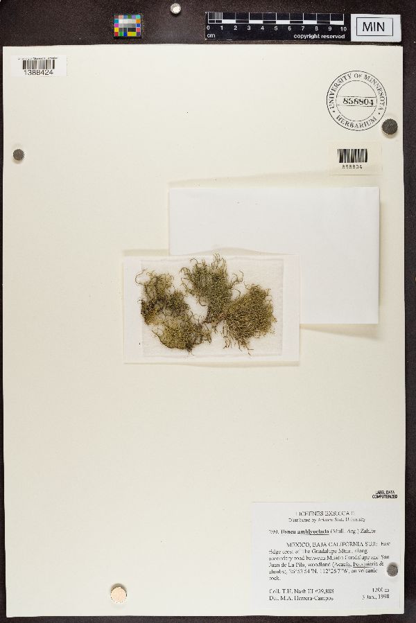 Usnea amblyoclada image