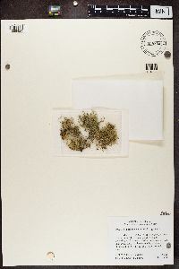Media resource of Usnea amblyoclada