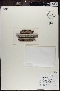 Image of Xylographa hians