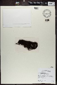 Bryoria fremontii image