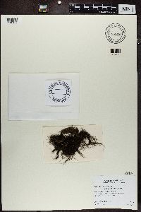 Bryoria fuscescens image