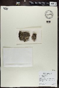 Buellia disciformis image