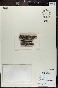 Buellia erubescens image