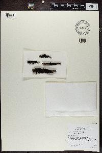 Collema furfuraceum image