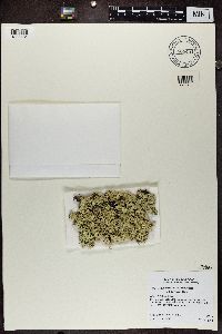 Flavoparmelia baltimorensis image