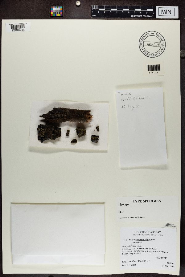 Fulgidea oligospora image