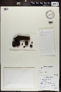 Media resource of Hypocenomyce oligospora