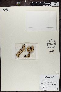 Hypogymnia bitteri image