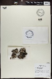 Imshaugia placorodia image