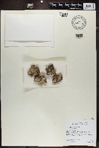 Lecanora carpinea image