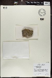 Lecanora polytropa image
