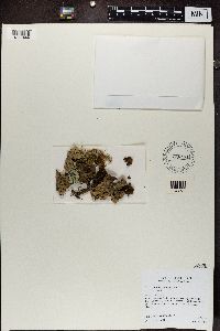 Thumbnail image of current specimen