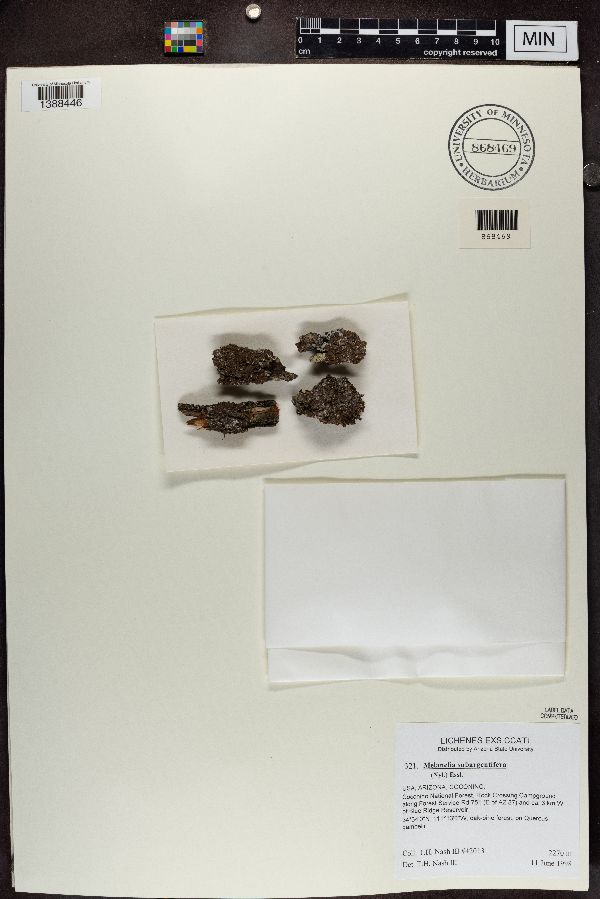 Melanelixia subargentifera image