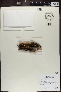 Melanohalea subolivacea image