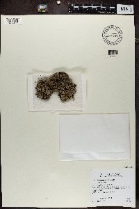 Phaeophyscia hispidula image