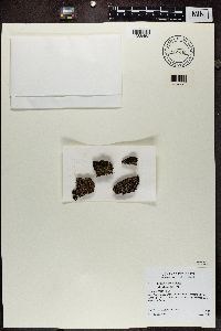 Media resource of Physconia perisidiosa