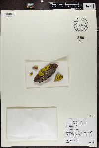 Pleopsidium flavum image