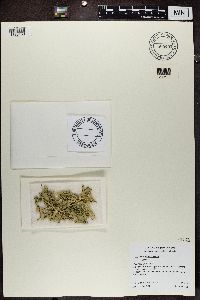 Ramalina sinensis image