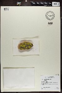 Rhizocarpon geographicum image