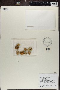 Rhizoplaca chrysoleuca image