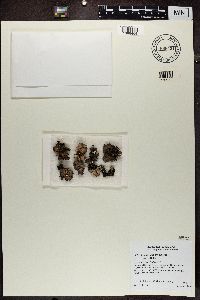 Umbilicaria hyperborea image