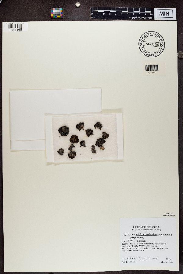 Umbilicaria krascheninnikovii var. darrowii image