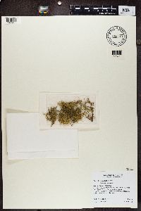 Usnea amblyoclada image