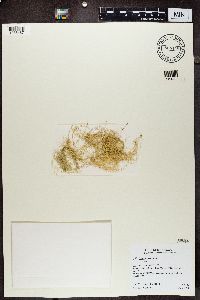 Usnea cavernosa image