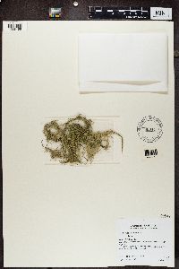 Usnea cavernosa image