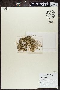Usnea ceratina image