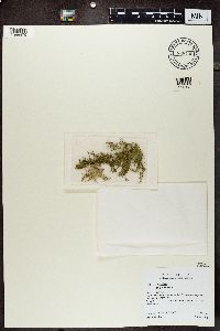 Usnea hirta image