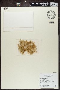 Usnea rubicunda image