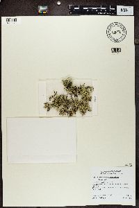 Xanthoparmelia chlorochroa image