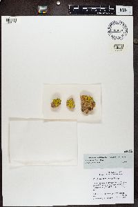 Acarospora socialis image