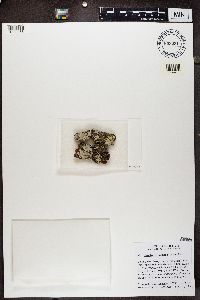 Hypotrachyna livida image