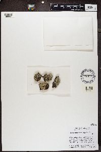 Imshaugia placorodia image