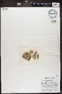 Lecanora bicincta image