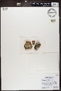 Lecanora carpinea image