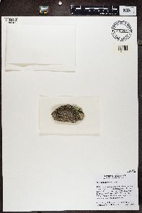 Lecanora cenisia image