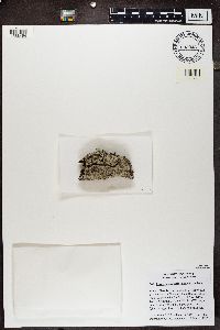 Lepraria caesiella image