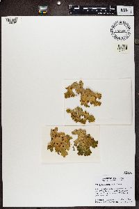 Lobaria pulmonaria image