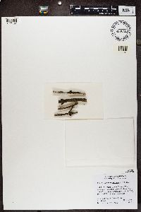 Melanohalea subolivacea image