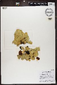 Nephroma arcticum image