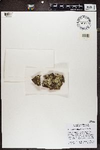 Parmeliopsis ambigua image