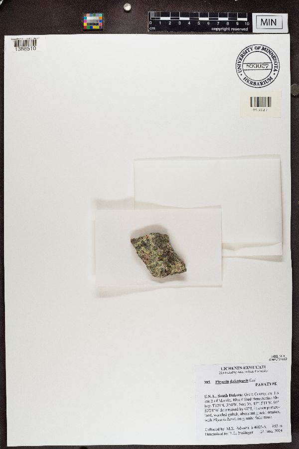 Physcia dakotensis image