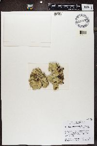 Platismatia norvegica image