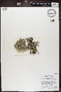 Pseudevernia intensa image