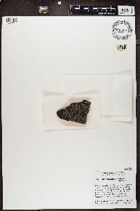 Rhizocarpon disporum image